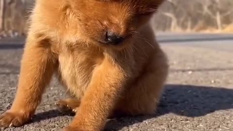 Cute dog videos | cute | mood up | very happy