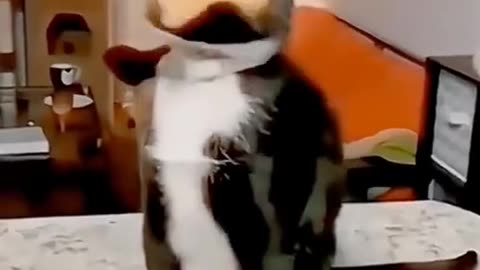 Funny moments cat