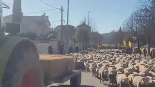 🚨UPDATE: The French farmers are now blocking the roads with hundreds of sheep