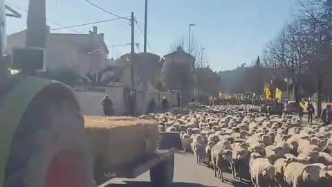 🚨UPDATE: The French farmers are now blocking the roads with hundreds of sheep