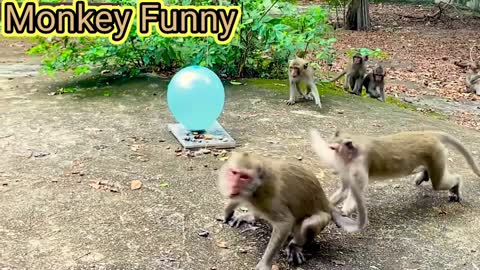 Monkey funny videos💥💥💥💥❤️❤️🙏🙏🙏👍️👍️👍️