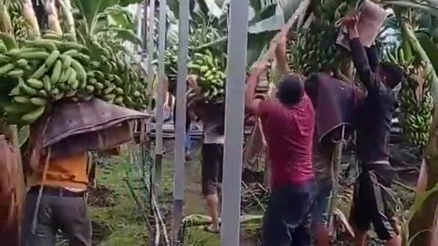 Banana Farming