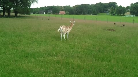 A beautiful german fawn grazes while 3 others lie in the grass. Germany 2021. Video