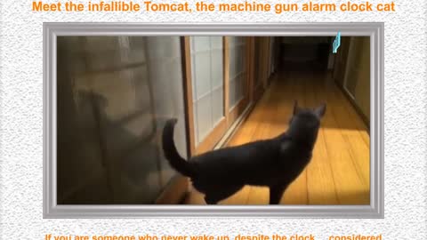 Meet the infallible Tomcat, the machine gun alarm clock cat