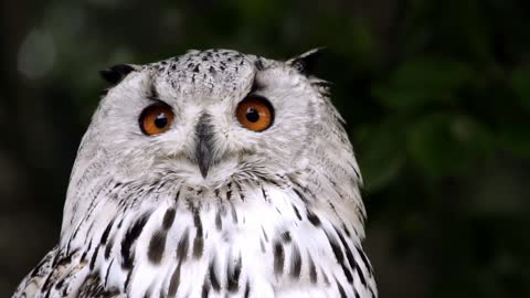 Owl.. Cute White owl..