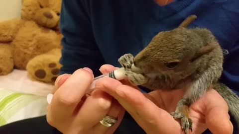 Cute and Adorable Baby Squirrel