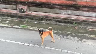 Masked Dog On A Mission