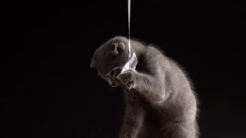 Small gray kitten scottish fold is playing with a paper bow