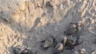 encuentran Crías De Tortuga En La Playa De Cartagena