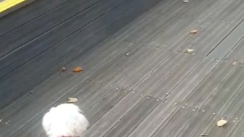 A puppy chases a pigeon