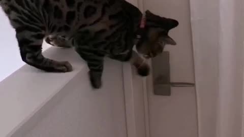 Clever Cat Figures Out How To Open Door