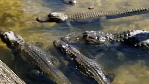 Gatorland florid