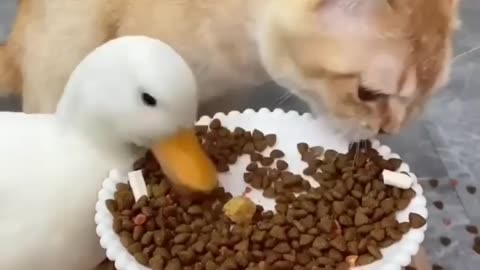 Cute and funny Cats video