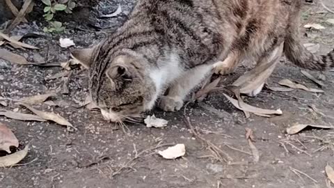 Hungry Cute Cat🐈 Video By Kingdom of Awais