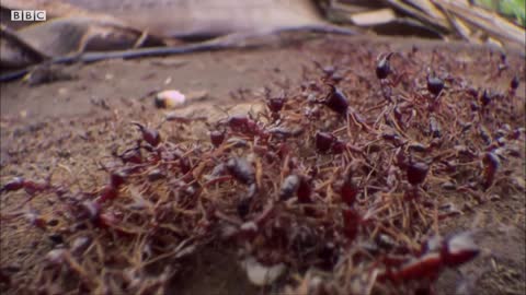 Killer Ant Swarm Butchers Lone Scorpion | Superswarm | BBC Earth