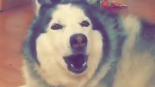 Grey husky laying on ground howling