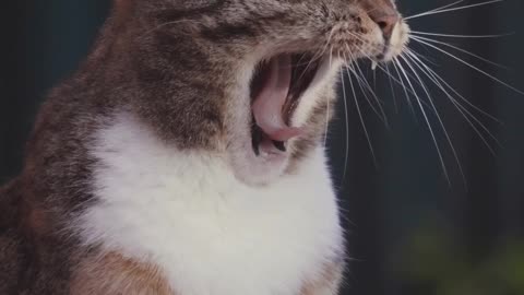 Close-Up Video Of Cat Yawning