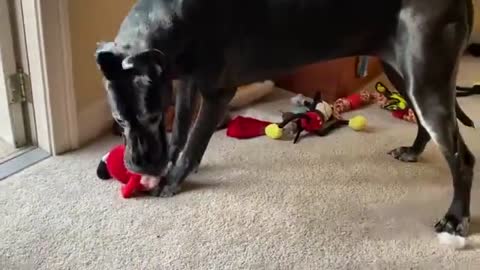 funny dogs fighting for toy