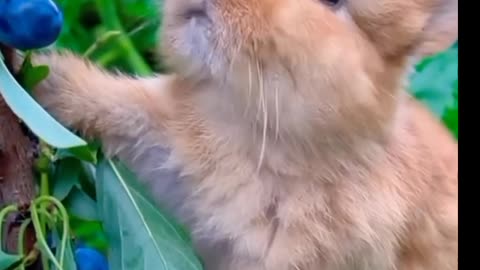 Cute rabbit 🐇🐇 eating