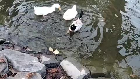 Ducks 🦆 Video By Kingdom of Awais