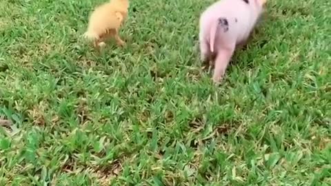 Baby Pig and Baby Duck