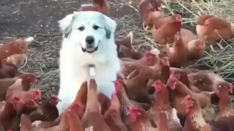 What happens when your pet is in the chicken flock?