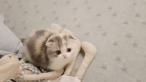 videos of fluffy kitten short-legged cat