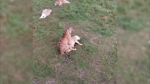 What Happens When Male Tiger & Female Lion Mate!