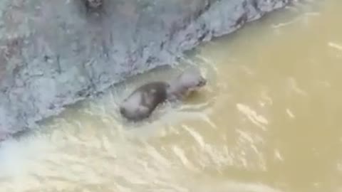 Nutrias salieron a divertirse en el río Fonce de San Gil