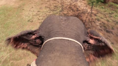 Elephant walking on the ground and waving ears