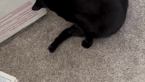 Adopting a Cat from a Shelter Vlog - - Precious Piper Cleaning Herself in the Office #shorts