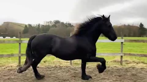 So beautiful horse