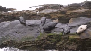 Funny: Seals Hanging on for Dear Life