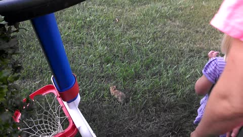 Small Hawk Steals Bunny