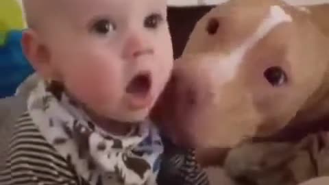 Lovely dog with cute baby
