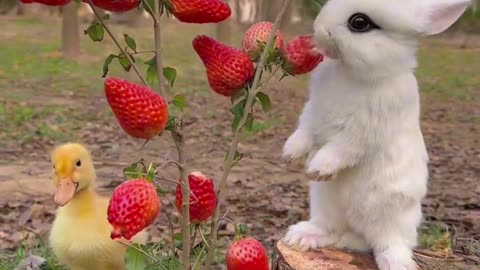 Rabbit eating strawberries 🍓😍