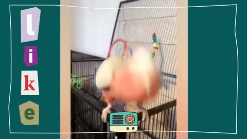 Shy parrot talking to human, funny cute parrot