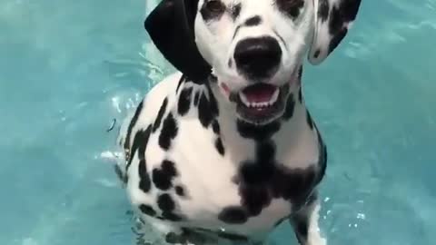 Dalmatian dog treads water in a pool