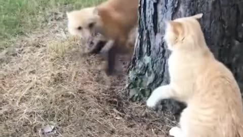 Funny Pets Fighting