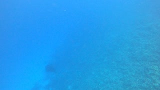 Free Diving with Mantas at 2 Step, Hawaii! 🤙🤙