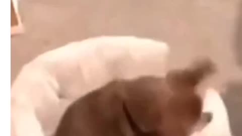 Cute Dogs fighting video