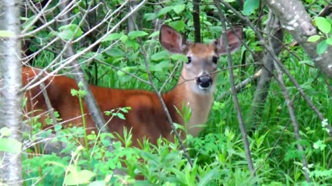 White-tailed deer