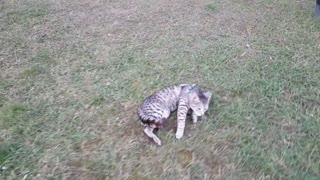 Cat refuses to walk, gets dragged on leash