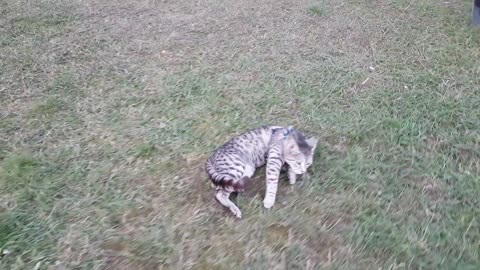 Cat refuses to walk, gets dragged on leash