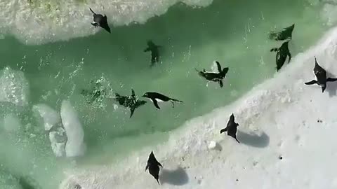 Penguin waterpark