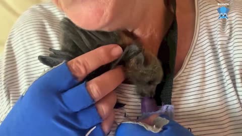 Baby flying-fox pup has her wingtip amputated; this is Gin Fizz (video has surgical footage)