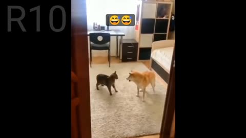 Cat and dog funny clips 😂 Funny pets life #5