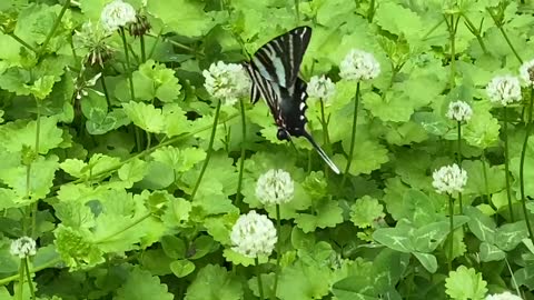 Zebra Swallowtail Butterfly working on clover