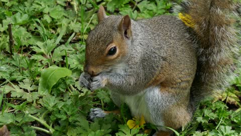 Cute squirrel 🐿🐿