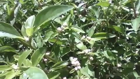 Butterfly walks among the leaves and plants during the afternoon sun [Nature & Animals]